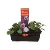 Punnet Pansy Waterfall Punnet - Gold Flower Range