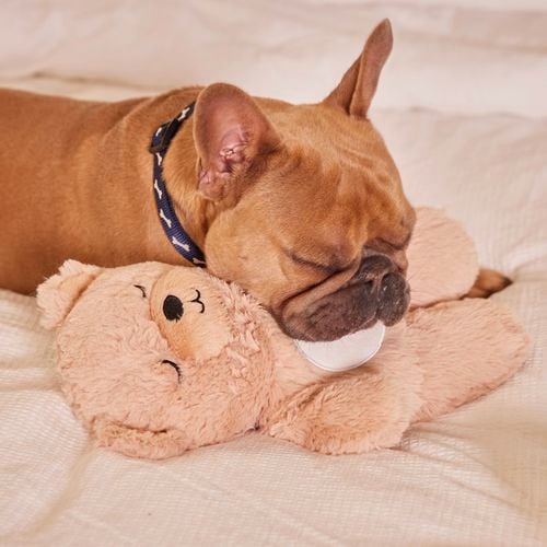 A French Bulldog sleeping on a bear soft toy.