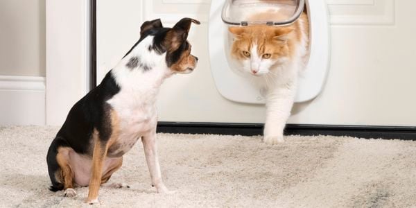 Brand page - petsafe door