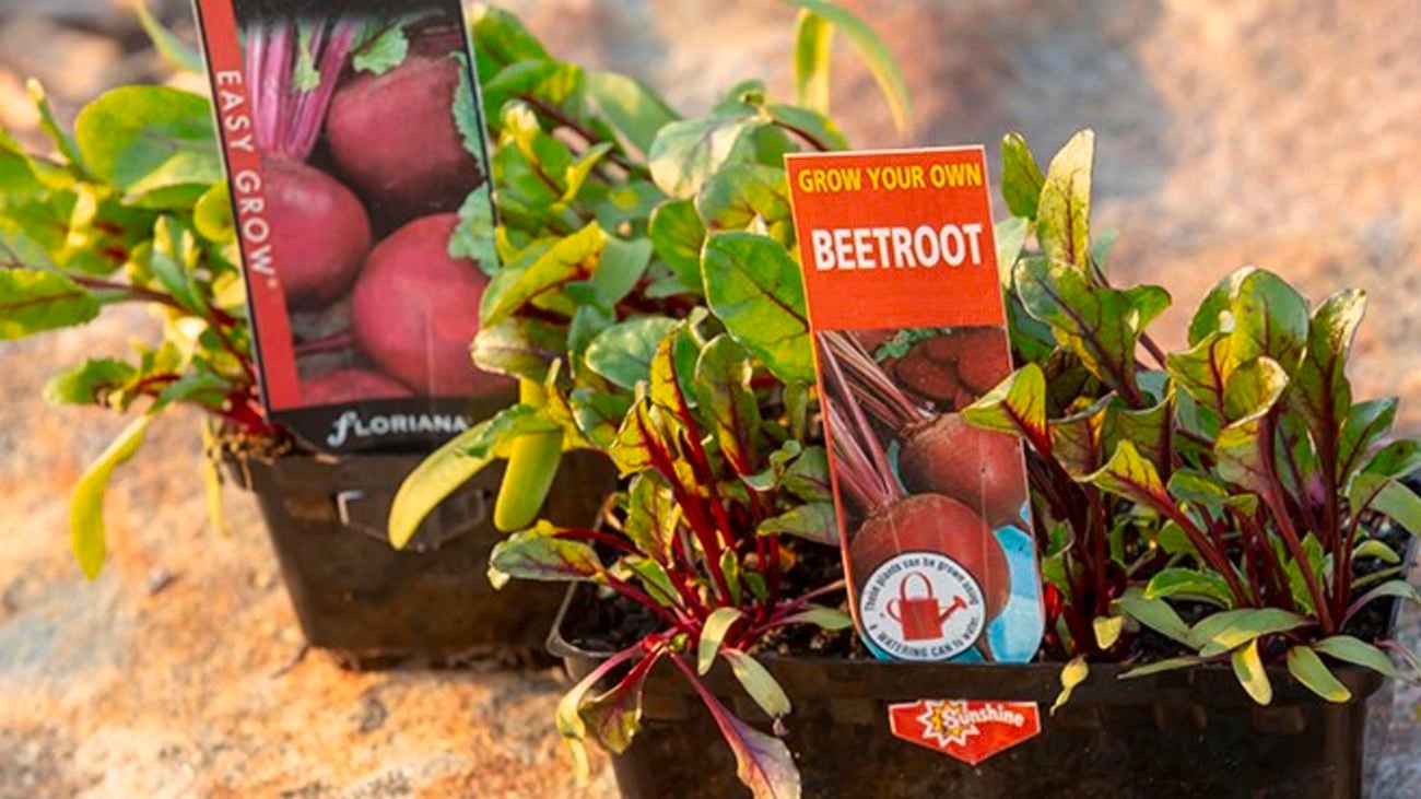 Beetroot seedlings.