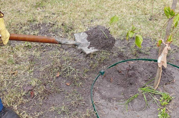 Person using shovel to fill up a hole with dirt.