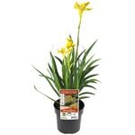 140mm Bush Zest Kangaroo Paw - Anigozanthos x hybrid 'Rambozest' PBR