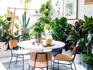 Dining room surrounded by a selection of indoor plants
