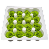 Blooms of Joy 2.5cm Green Spray Roses 16 Pack