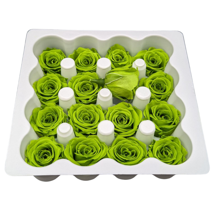 Blooms of Joy 2.5cm Green Spray Roses 16 Pack