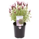 140mm Spanish Lavender - Lavandula Hybrid Laveanna Pink Improved