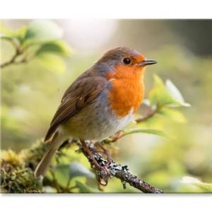 Bird In Family Turdidae  Print 100% Australian Made 150 x 100cm  (Stretched)