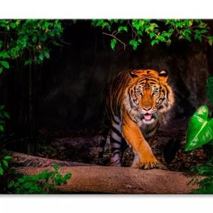 The Siberian Tiger & Forest View  Print 100% Australian Made 75 x 50cm  (Stretched)