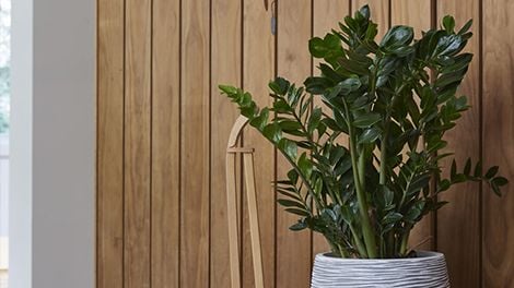 Potted plant