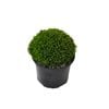 2L Hebe Emerald Gem - Hebe hybrid