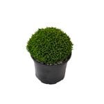 2L Hebe Emerald Gem - Hebe hybrid