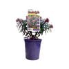 140mm - Euphorbia 'Rudolf'