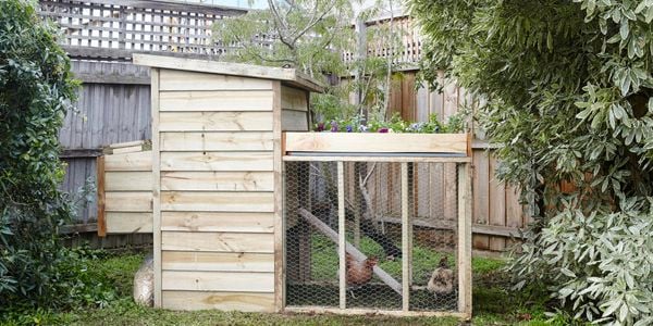 DIY - Header and Step 48 - How to build a D.I.Y. chicken coop  - Mitch