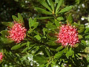 Pink flowering waratah plants 