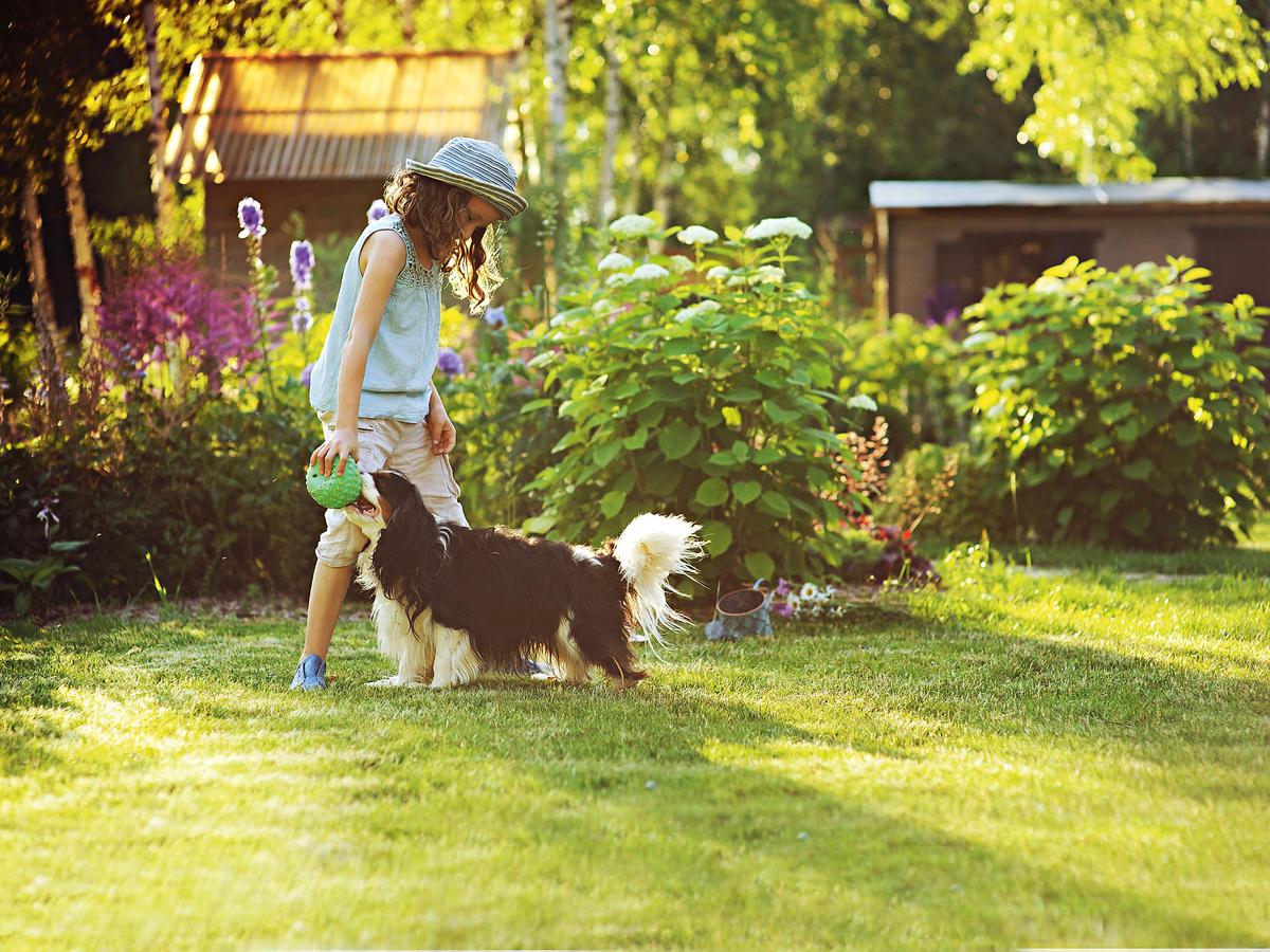 Tips To Prepare Your Lawn For Summer - Bunnings Australia
