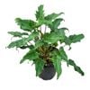  3.3L Winterbourn - Philodendron Xanadu