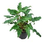 3.3L Winterbourn - Philodendron Xanadu