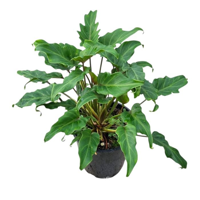 3.3L Winterbourn - Philodendron Xanadu