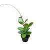 95mm Wax Plant - Hoya Australis