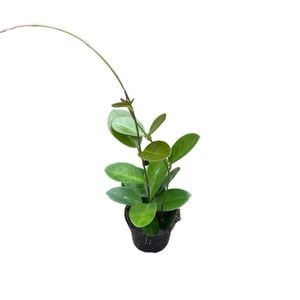95mm Wax Plant - Hoya Australis