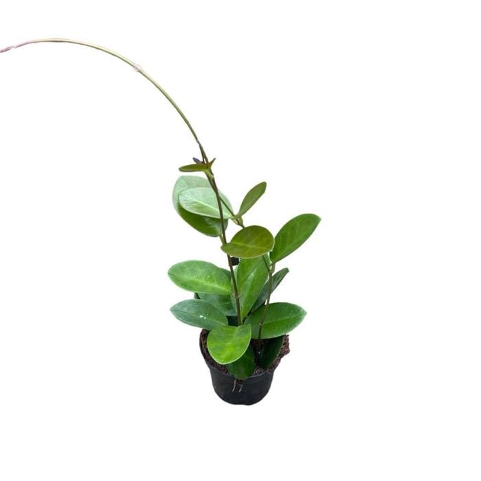 95mm Wax Plant - Hoya Australis