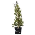 330mm Lilly Pilly - Acmena smithii