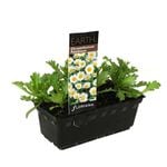 Chrysanthemum Paludosum Punnet - Chrysanthemum paludosum