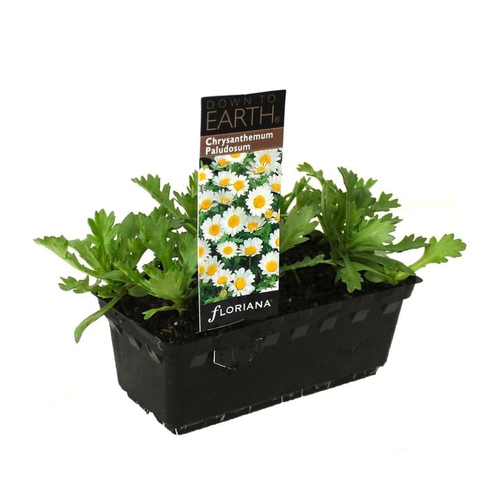 Chrysanthemum Paludosum Punnet - Chrysanthemum paludosum
