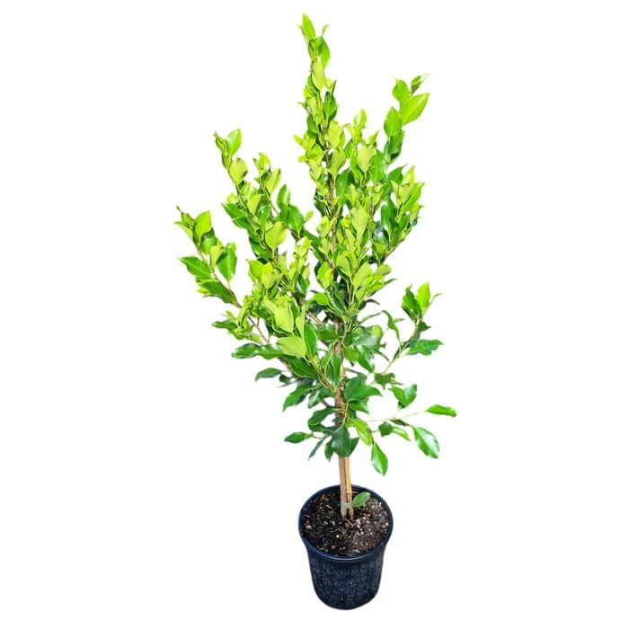 3.3L Tuffy Fig - Ficus microcarpa Tuffi