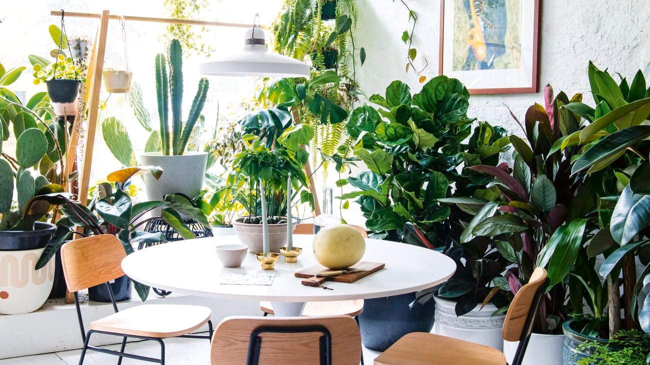 Dining room surrounded by a selection of indoor plants