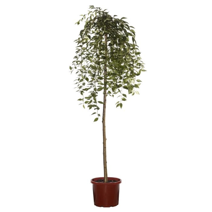 330mm Snow Fountains Tall Standard Weeping Cherry - Prunus snofozam