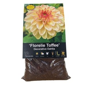 Yarra Valley Bulbs Dahlia Florelie Toffee - 1 Pack