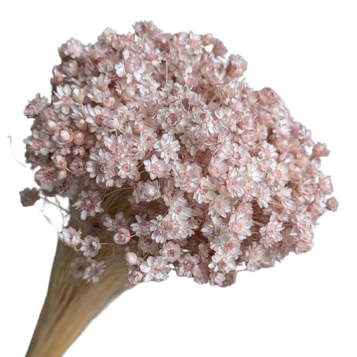 Blooms of Joy 50cm Pink Springstar Flowers - Bunnings Australia