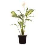 250mm Sensation Peace Lily - Spathiphyllum wallisii