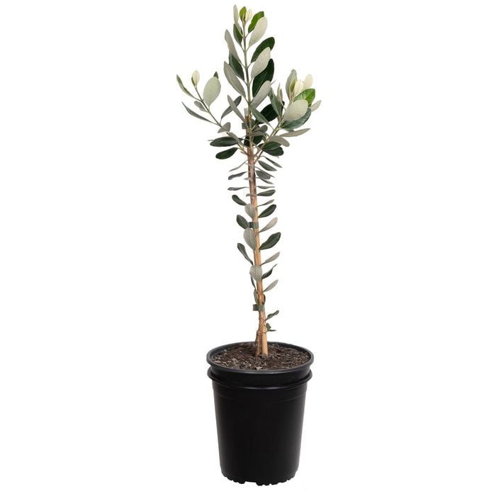 Plant Feijoa Unique 3.5l