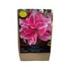 Yarra Valley Bulbs Hippeastrum Rozetta - 1 Pack