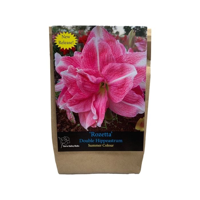 Yarra Valley Bulbs Hippeastrum Rozetta - 1 Pack