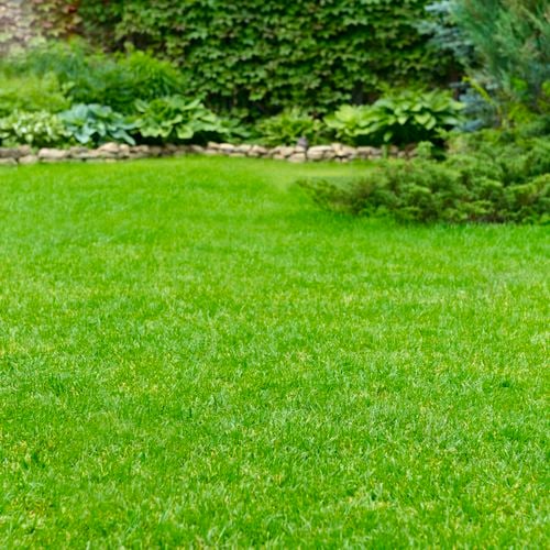 Green lawn 