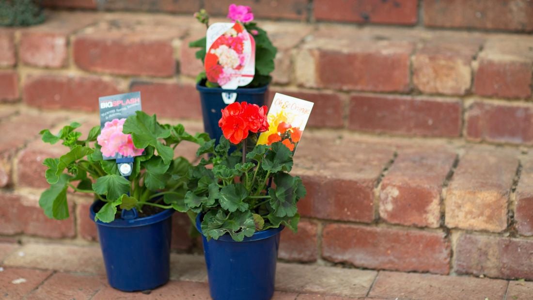 Different types of geraniums in pots