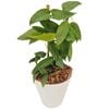 180mm Cebu Blue - Epipremnum pinnatum