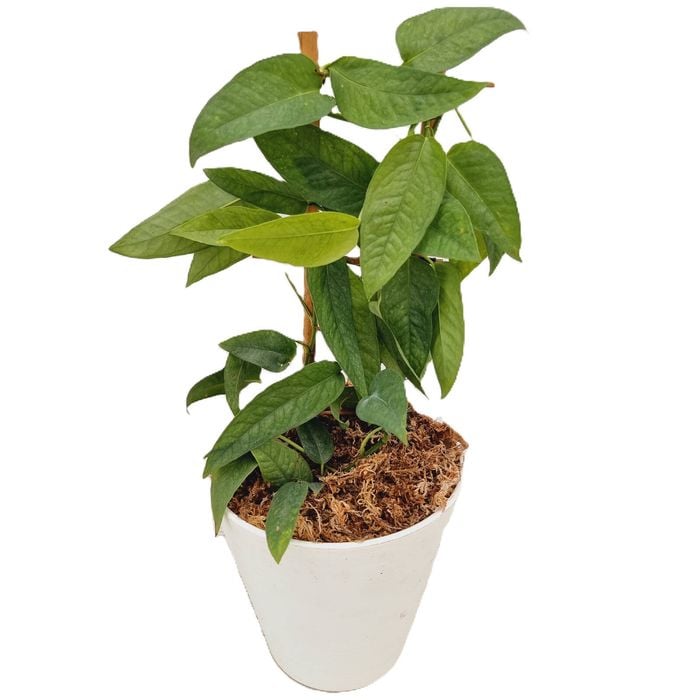 180mm Cebu Blue - Epipremnum pinnatum