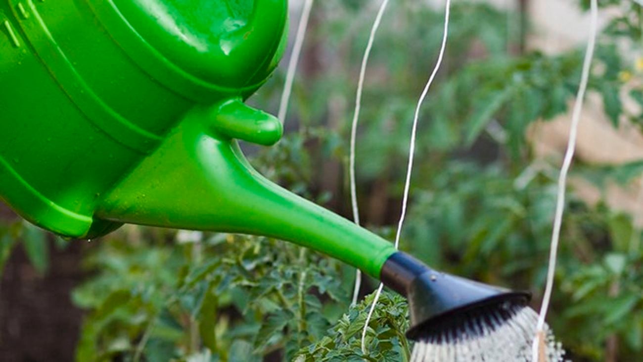 Green watering can watering tomato plants