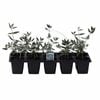 10mm Germander - Teucrium fruiticans - 10 Pack