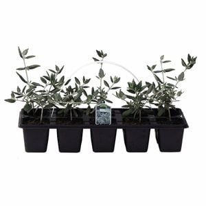 10mm Germander - Teucrium fruiticans - 10 Pack