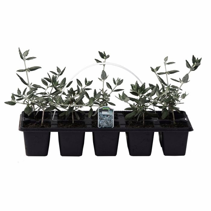 10mm Germander - Teucrium fruiticans - 10 Pack