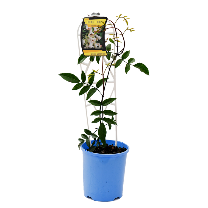140mm Wonga Wonga Vine - Pandorea Pandorana