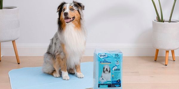 We believe pets are family