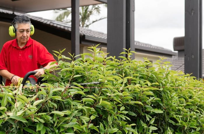 Trim the top of the hedge guided by a taut garden string