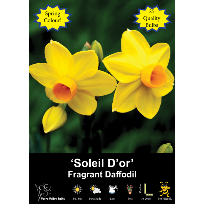 Yarra Valley Bulbs Daffodil Soleil D'or - 25 Pack