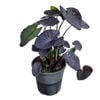 3.3L Elephants Ears Taro - Colocasia esculenta